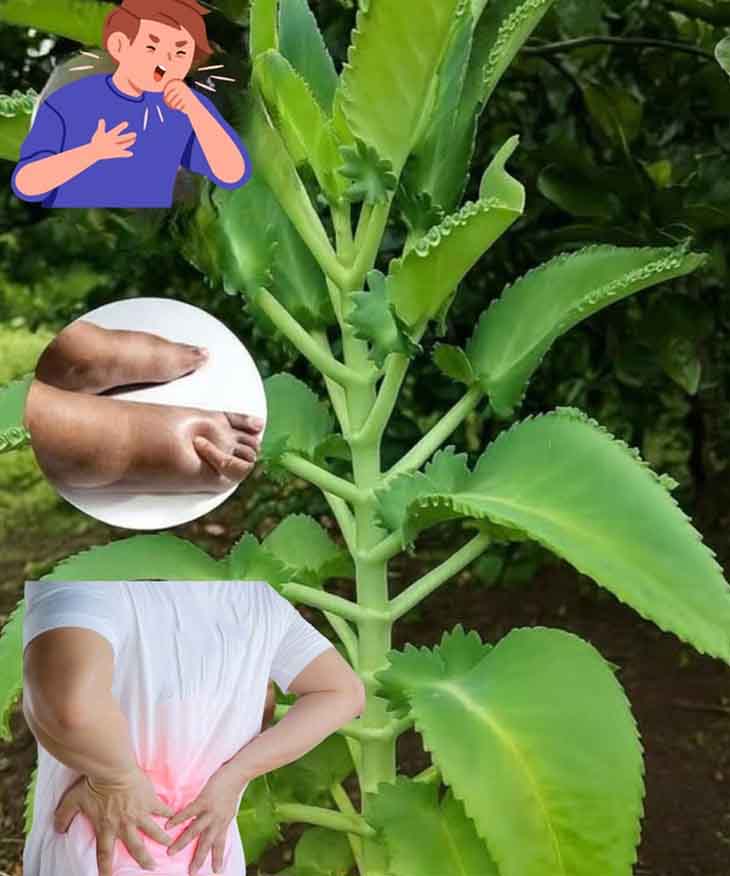 Կալանխոե. Կանաչ Գանձը, Որը Հանգստացնում և Ամրապնդում է Ձեր Առողջությունը 🌿💪