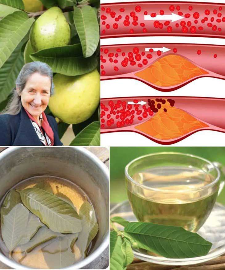 Բուժիչ թեյի զորությունը. ճանապարհորդություն դեպի խոտաբույսերի աշխարհ ✨