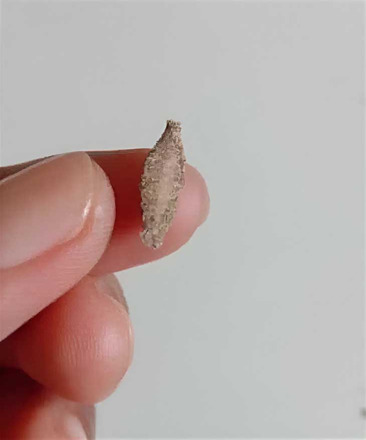 🐛 Տեսե՞լ եք այս Սարսափելի Թիթեռին, Որը Կպած Է Պատերին