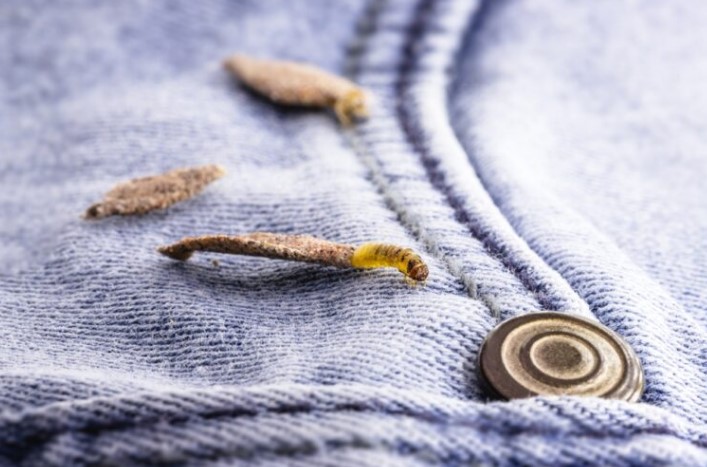 🐛 Տեսե՞լ եք այս Սարսափելի Թիթեռին, Որը Կպած Է Պատերին