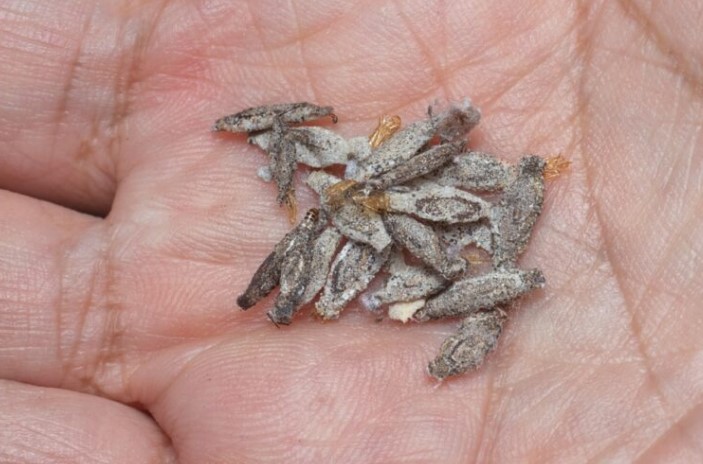 🐛 Տեսե՞լ եք այս Սարսափելի Թիթեռին, Որը Կպած Է Պատերին