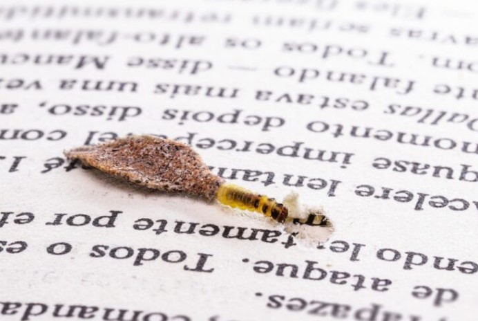 🐛 Տեսե՞լ եք այս Սարսափելի Թիթեռին, Որը Կպած Է Պատերին