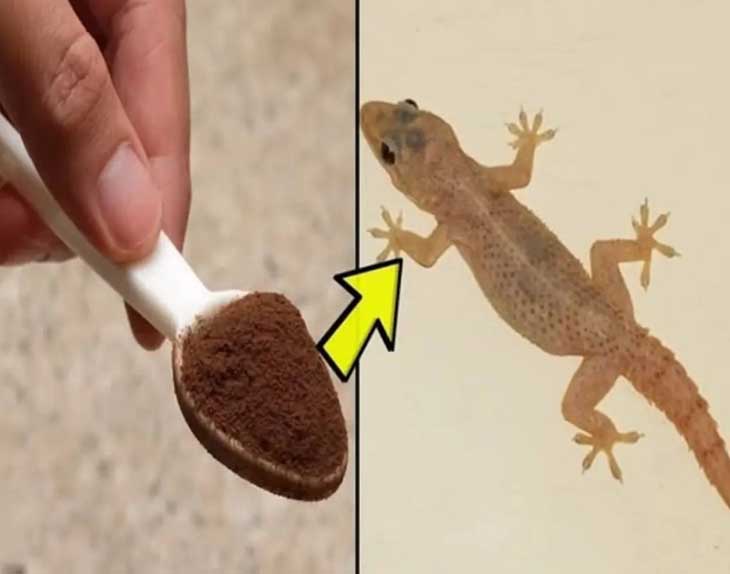 Չափից շատ Մողեսիկներ Են Հայտնվել Տանը 🦎: Ահա մի փոքրիկ հնարք, որպեսզի նրանք &laquo;հեռանան ու այլևս չվերադառնան&raquo; 🚫