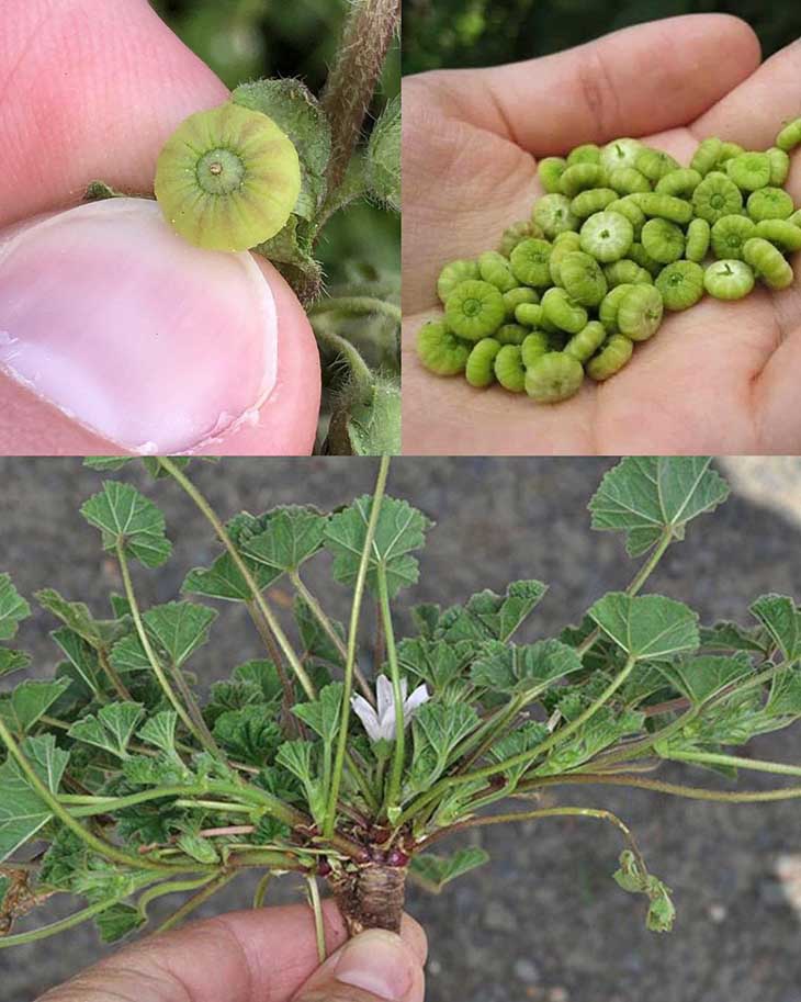 Բացահայտելով Կանաչ Հրաշքը. Տերևավոր Բաղեղի Տերևների Լավագույն 10 Առողջարար Հատկությունները 🌱