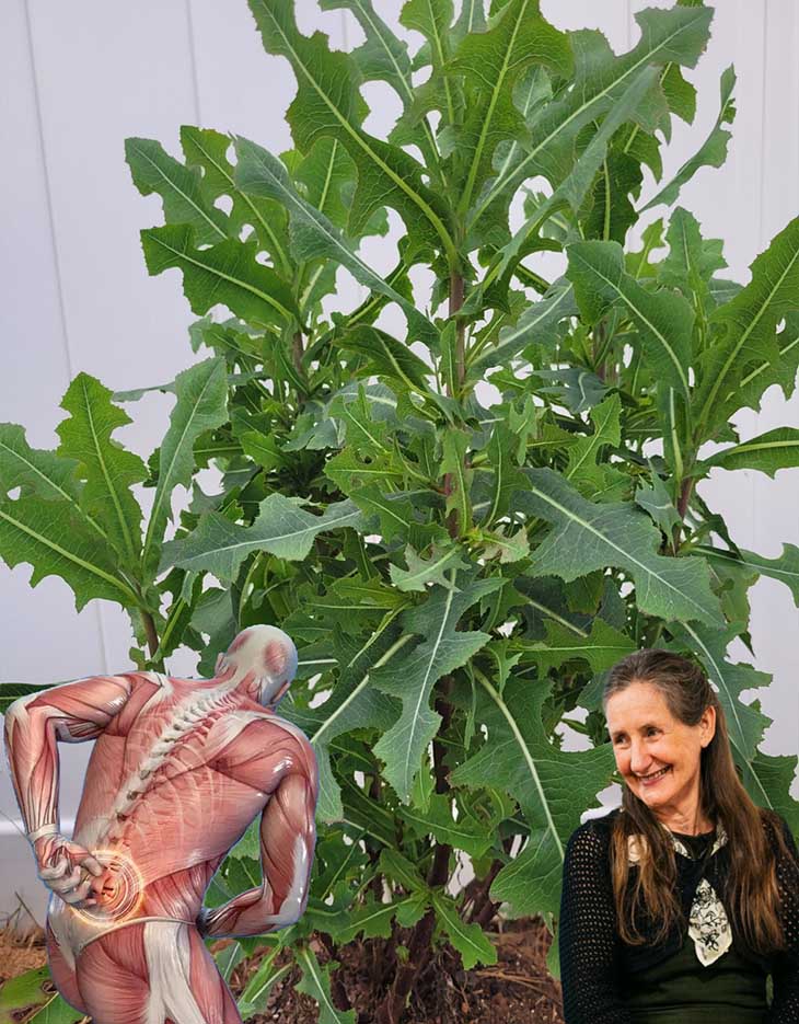 🌿 Վայրի Հազարի Հյութի Ուժը. Բացահայտվում է Բնության Ցավազրկող Էլիքսիրը