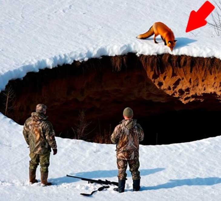 Աղվեսը որսորդներին տարավ դեպի խորը փոսը 🦊։ Երբ նրանք ներս նայեցին՝ ուղղակի ցնցվեցին 😱🤯