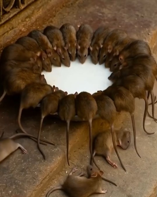 Մկներն ու առնետները կանհետանան 1 րոպեում։ 🤯 Այս բնական հոտից նրանք ուղղակի փախչում են։ 🐭❌🌿