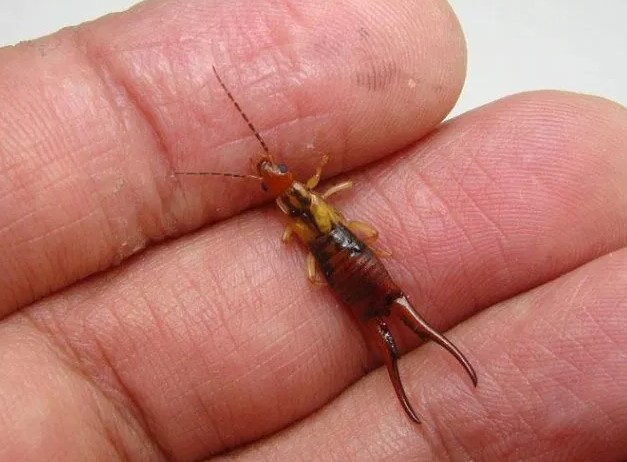 Ո՞վ գիտի՝ սա ինչ միջատ է։ Իմ 7 տարեկան երեխայիս վախենալու ձևով խայթել է, ու հարևանս էլ իր տանը նույն միջատներից է գտել