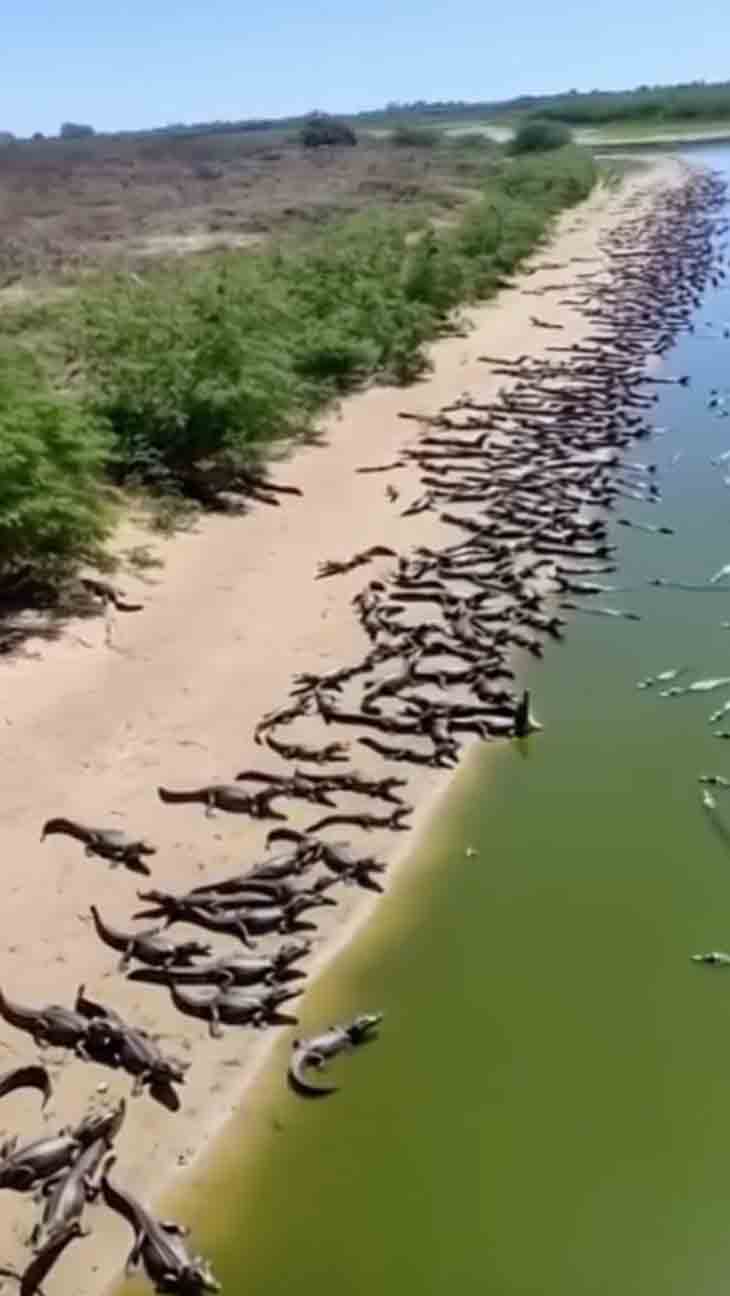 🐊 Կոկորդիլոսները «գրավել են» բրազիլական լողափը․ բայց ի՞նչ է տեղի ունեցել իրականում 🐊