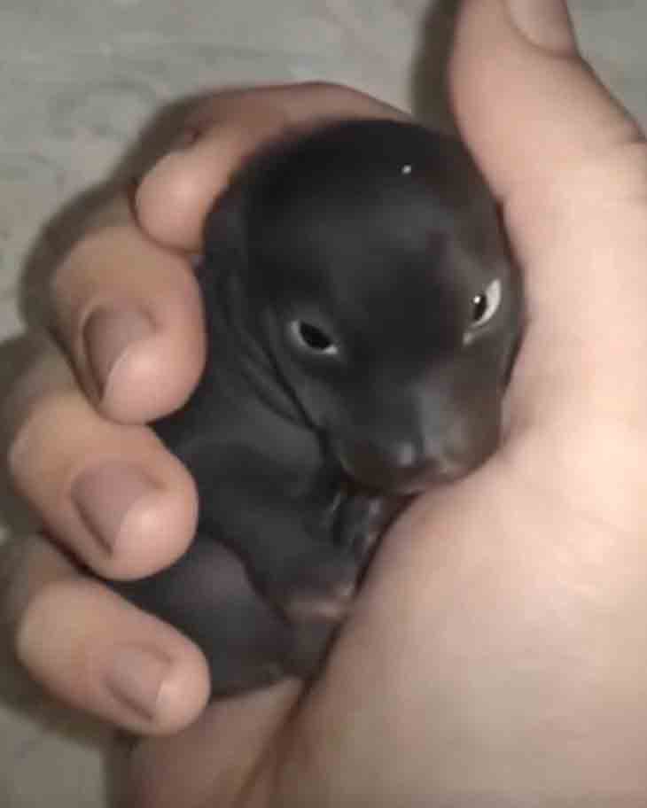 🐶 Այն առավոտը, երբ ես գտա մի «քոթոթի», որն իրականում բոլորովին այլ՝ անսպասելի բան պարզվեց... 😲