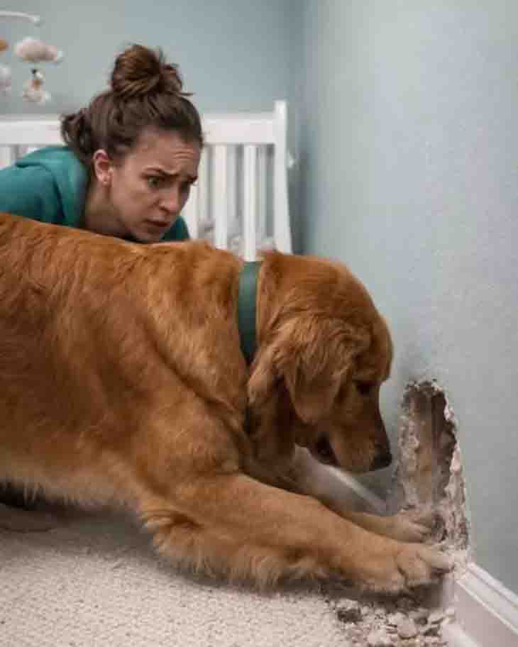 😱 ՇՈՒՆՍ ԱՆԸՆԴՀԱՏ ՔԵՐԾՈՒՄ ԷՐ 8 ԱՄՍԱԿԱՆ ԱՂՋԿԱՍ ՄԱՀՃԱԿԱԼԻ ՀԵՏԵՎԻ ՊԱՏԸ. ԿԱՐԾՈՒՄ ԷԻՆՔ՝ ԽԵԼԱԳԱՐՎԵԼ Է, ԲԱՅՑ ՆԵՐՍՈՒՄ ՍԱՐՍԱՓԵԼԻ ԲԱՆ ՀԱՅՏՆԱԲԵՐԵՑԻՆՔ 😱