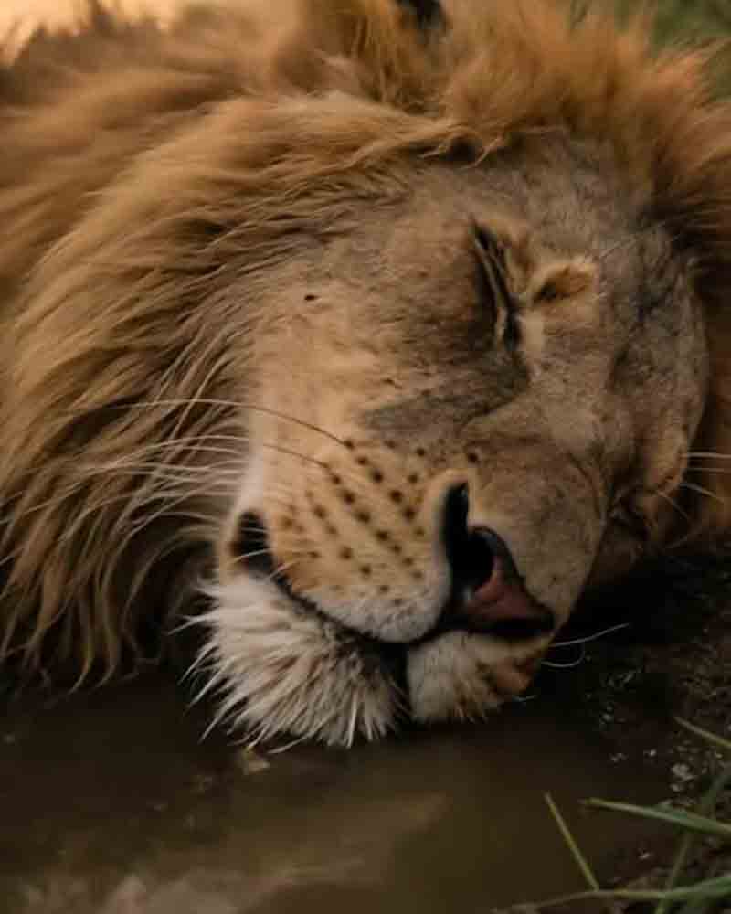 🦁 ՏՂԱՄԱՐԴԸ ՓՐԿԵՑ ԽԵՂԴՎՈՂ ԱՌՅՈՒԾԻՆ ԳԵՏԻՑ, ԻՍԿ ԵՐԲ ՆՐԱՆՔ ՀԱՅՏՆՎԵՑԻՆ ՑԱՄԱՔՈՒՄ, ԳԱԶԱՆՆ ԱՆՍՊԱՍԵԼԻ ՔԱՅԼԻ ԴԻՄԵՑ 😱🫣