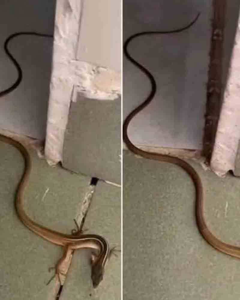 🐍 ԵՐԲ ՕՁԸ ՄՏՆՈՒՄ Է ՏՈՒՆ &mdash; ԻՆՉ Է ՍԱ ԻՐԱԿԱՆՈՒՄ ՆՇԱՆԱԿՈՒՄ ԵՎ ԻՆՉ ՊԵՏՔ Է ԱՆԵԼ 🐍