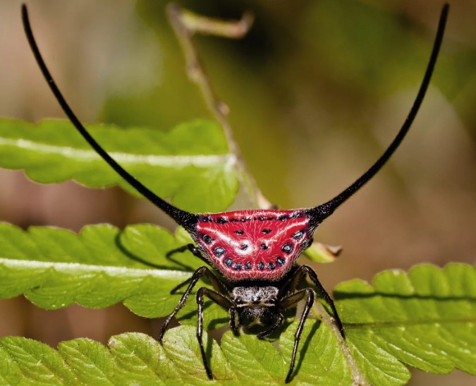 🕷️ ԵՐԵԿ ԳԻՇԵՐ ՄՏԱ ԱՎՏՈՏՆԱԿ, ՄԻԱՑՐԻ ԼՈՒՅՍՆ ՈՒ ՊԱՏԻՆ ՏԵՍԱ ԱՅՍ ՍԱՐՍԱՓԸ 🕷️