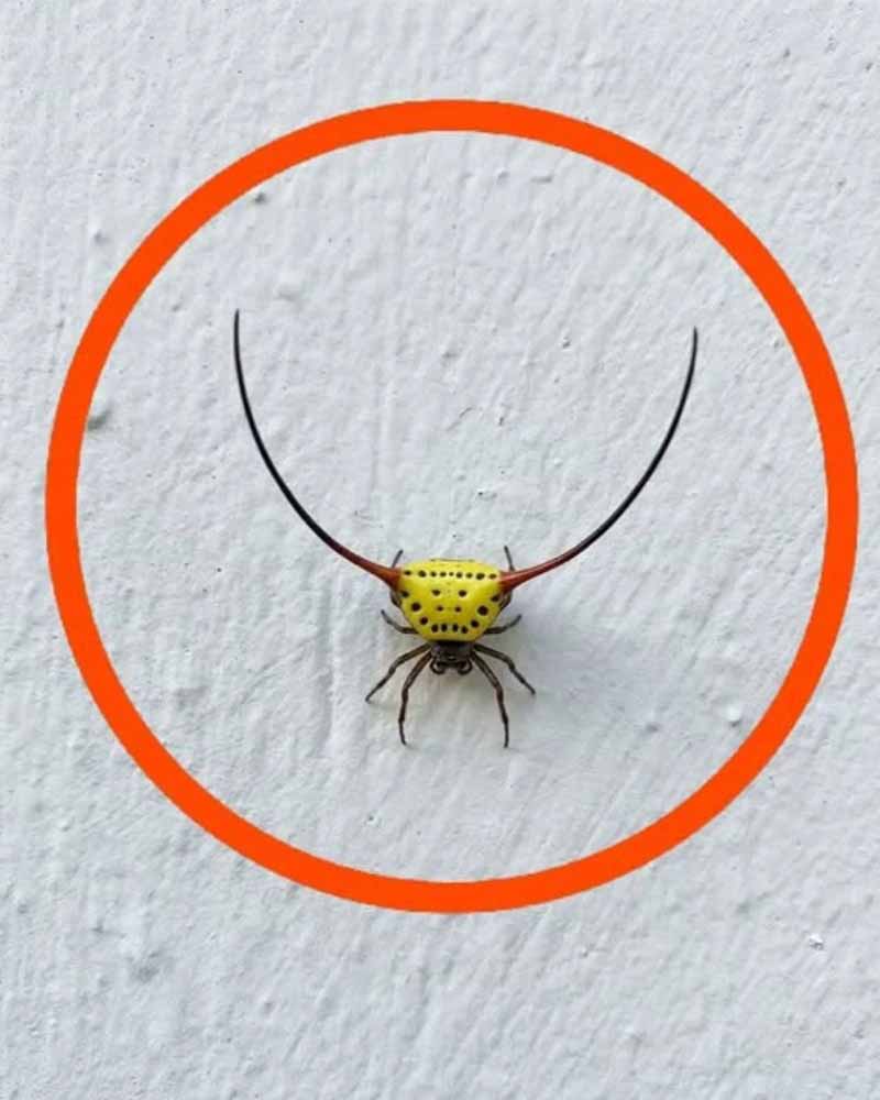 🕷️ ԵՐԵԿ ԳԻՇԵՐ ՄՏԱ ԱՎՏՈՏՆԱԿ, ՄԻԱՑՐԻ ԼՈՒՅՍՆ ՈՒ ՊԱՏԻՆ ՏԵՍԱ ԱՅՍ ՍԱՐՍԱՓԸ 🕷️
